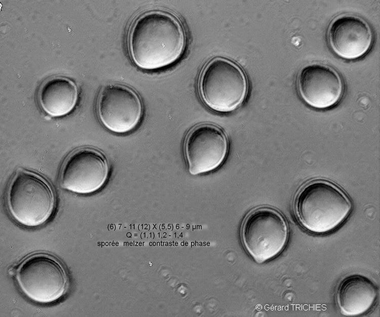 Crosta da determinare - foto 0283 (Thanatephorus fusisporus)